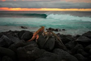 Galapagos wave