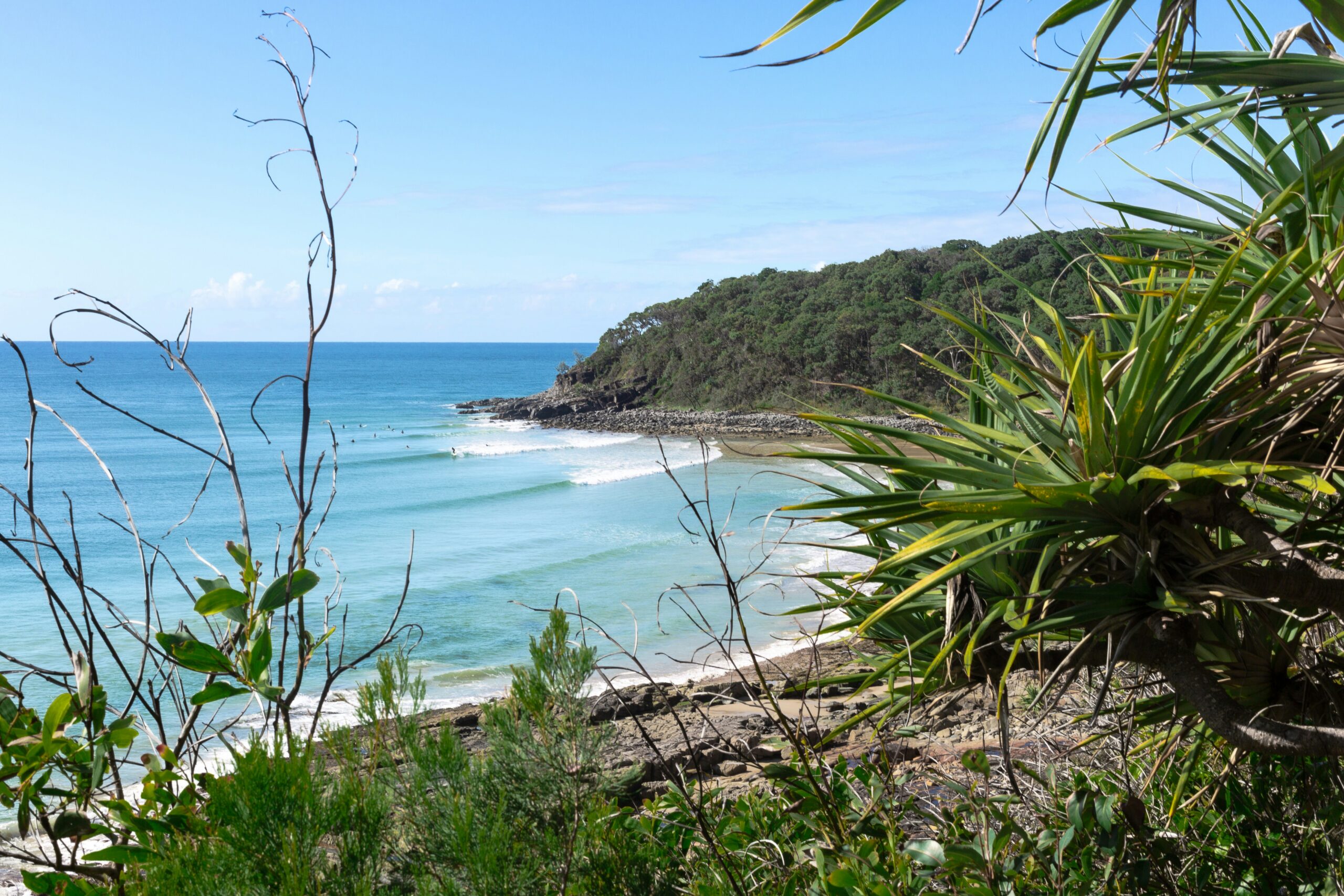 Tea Tree (Surfing in Noosa)